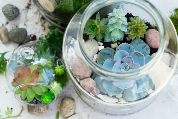 garden inside mason jar