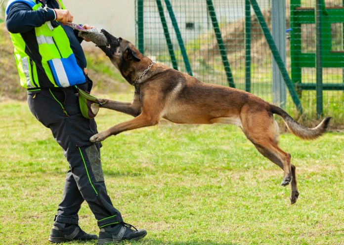 Training dog bites an object in the hands of the trainer