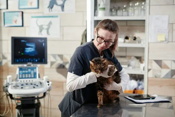 Vet doctor working in vet clinic