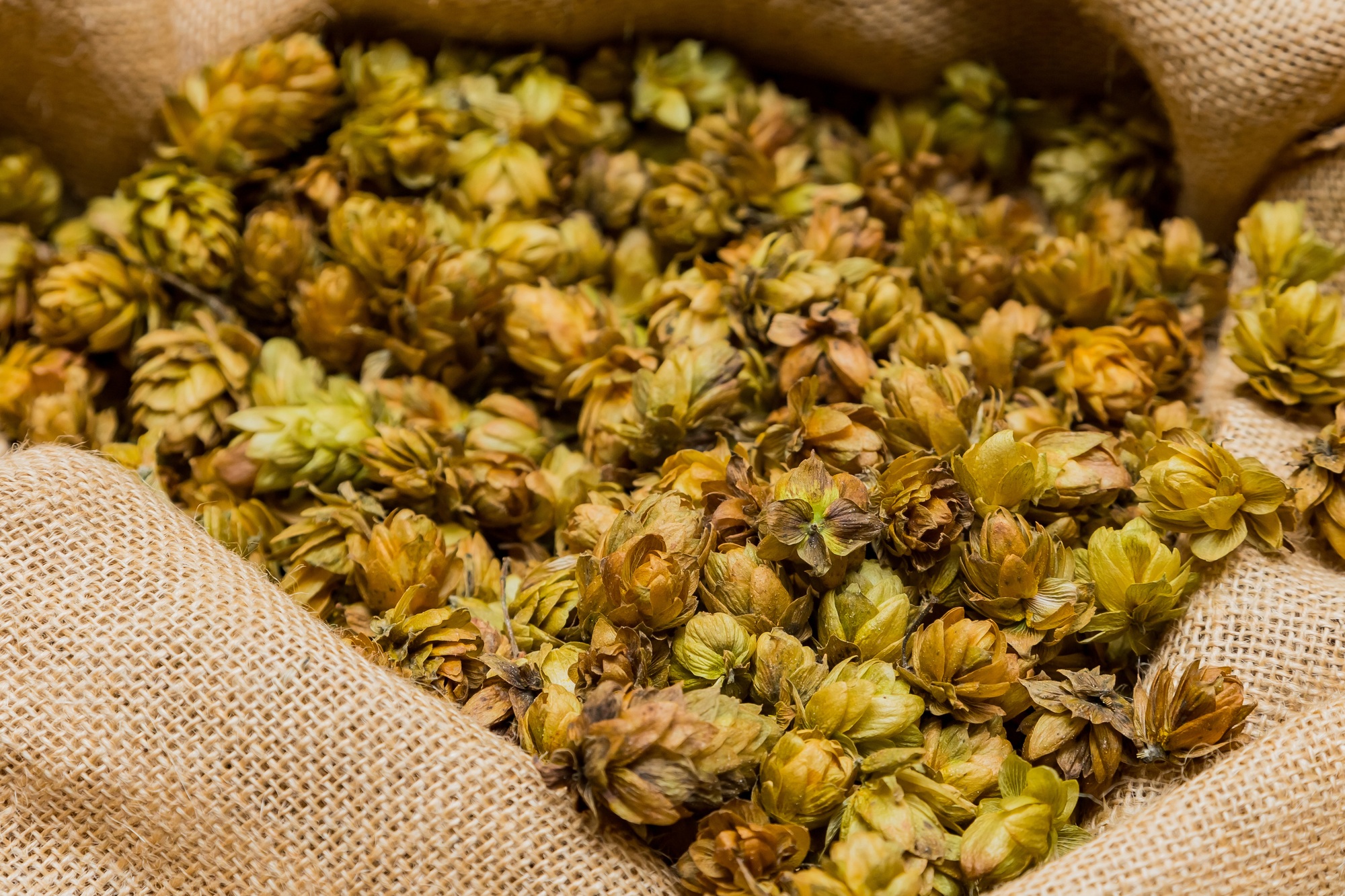 Closeup shot of dried hops in a sack for brewing beer