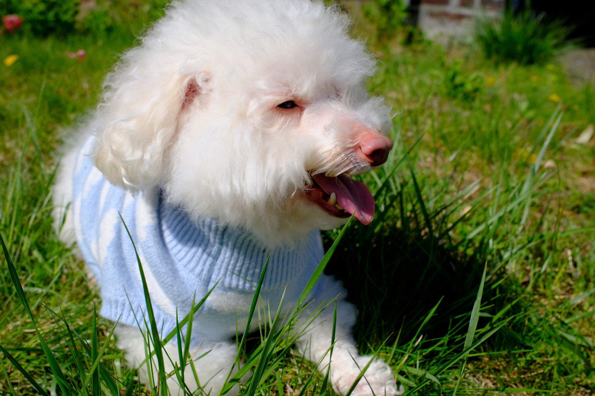 an image of a white dog wearing a sweater on the grass