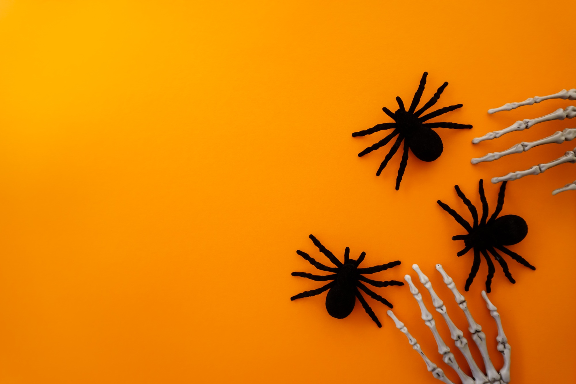 Halloween greeting card with spiders and a skeleton