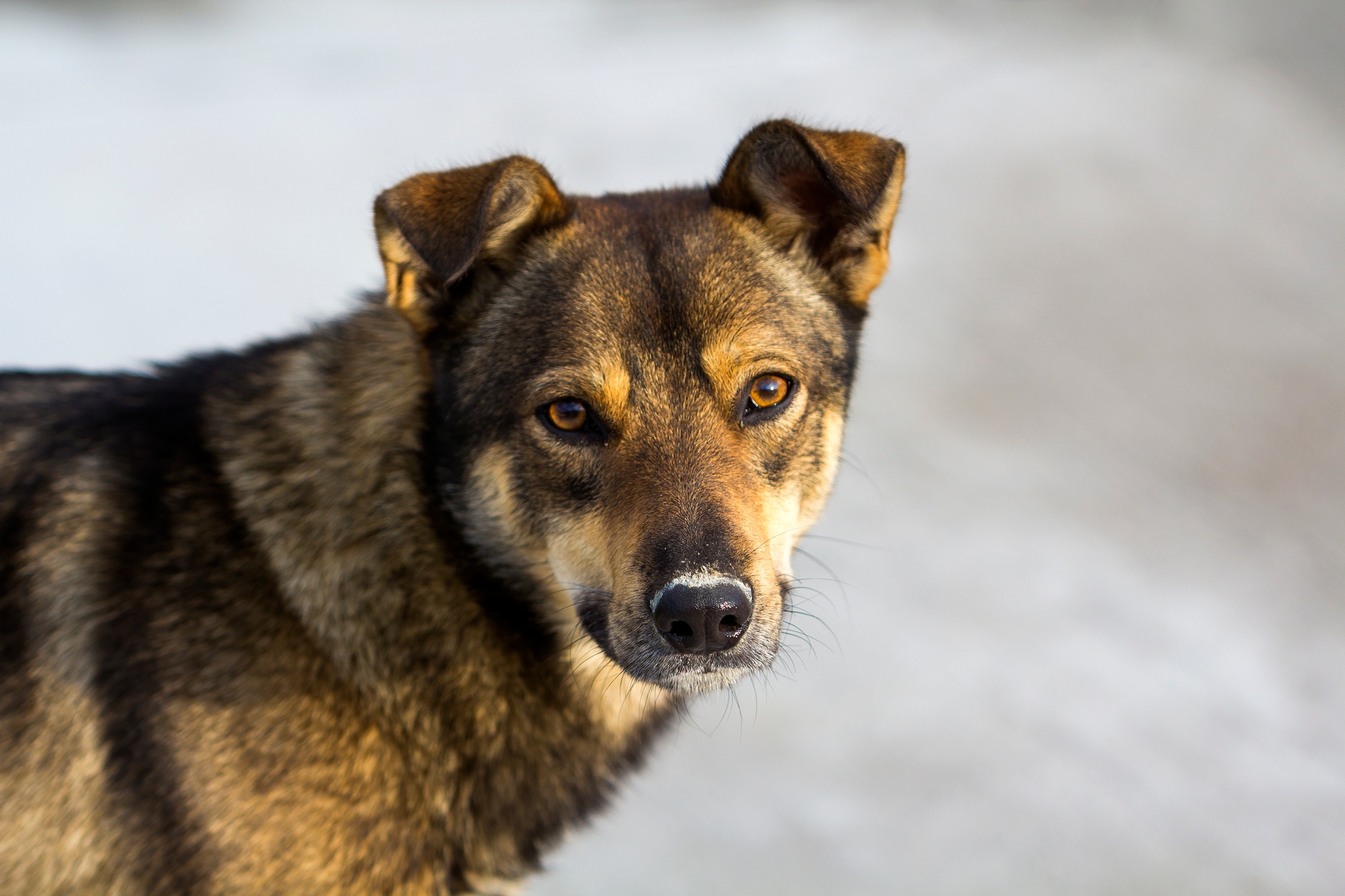 Portrait image of a pet dog.