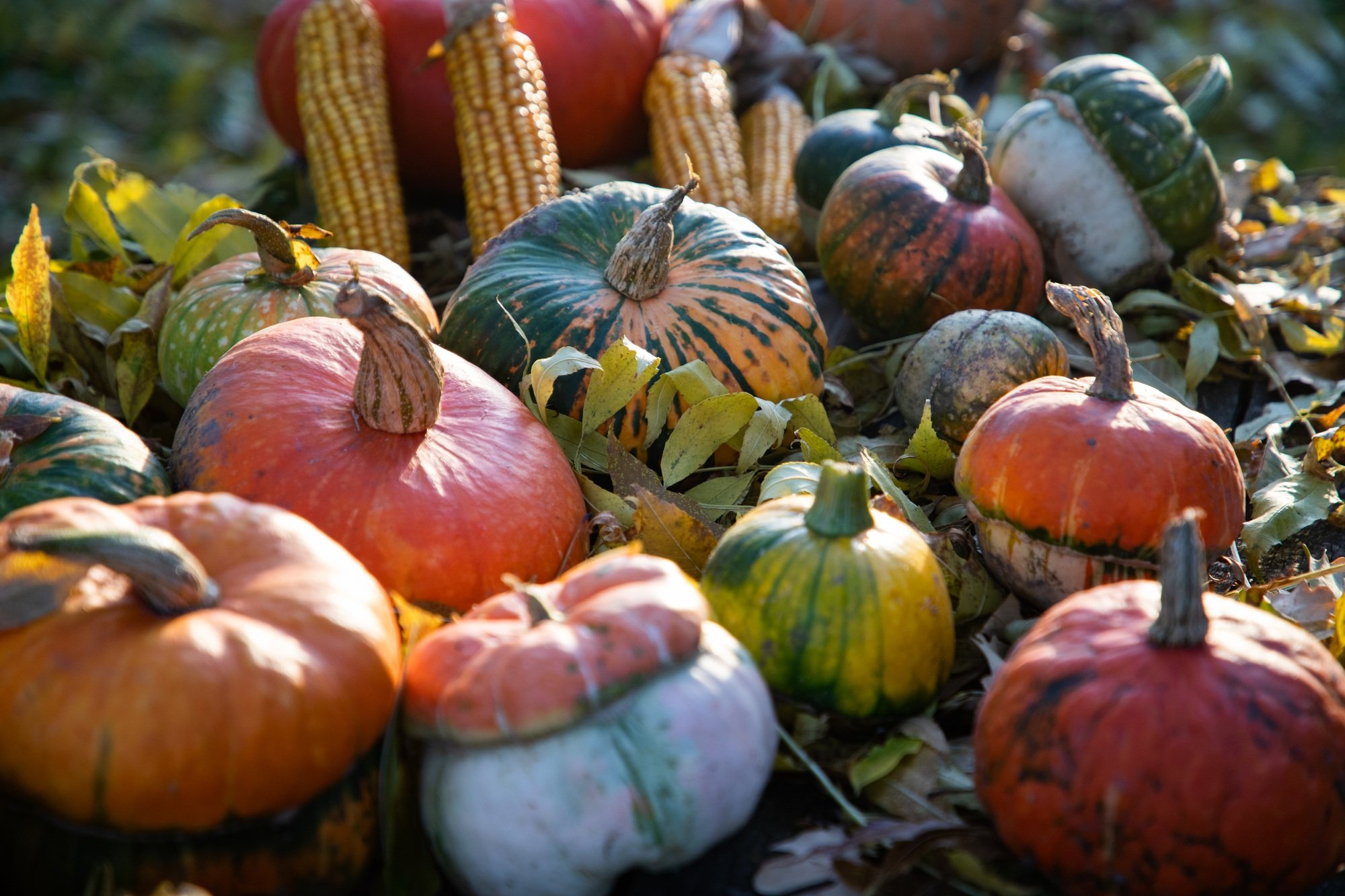 pumpkins in autumn Thanksgiving card
