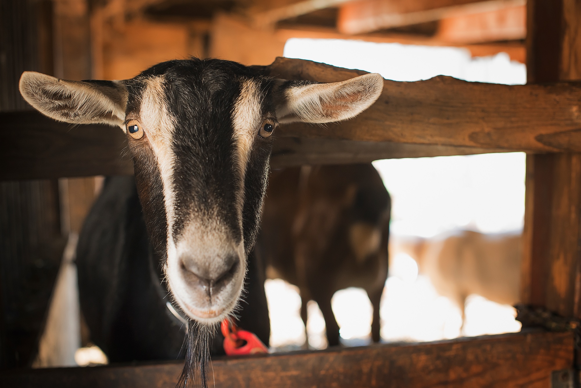 A farm animal on an organic farm. A goat in a pen.