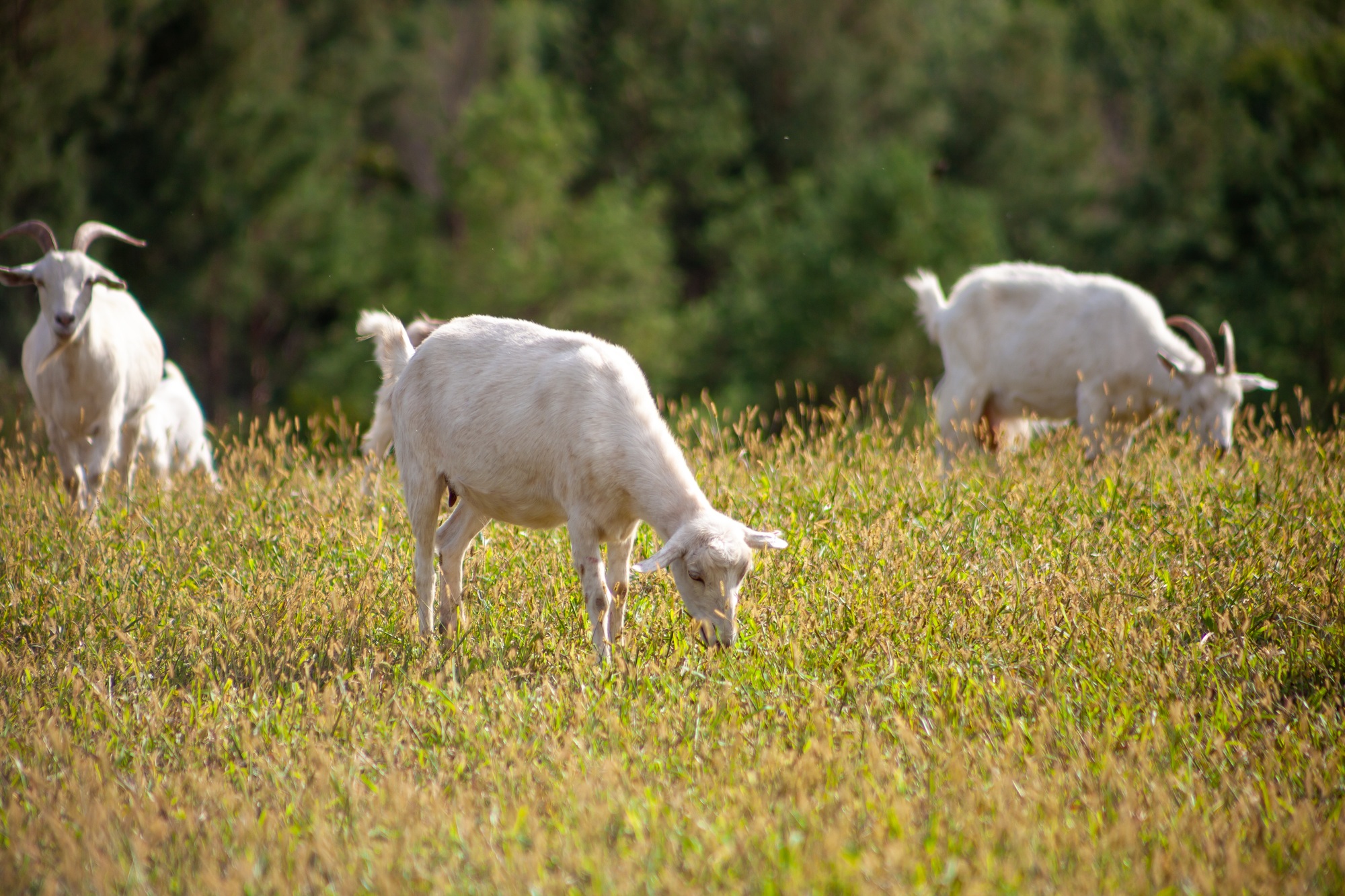 A herd of goats grazes in the meadow. Farming. Self-walking goat. Farm pasture. Summer day. Goats