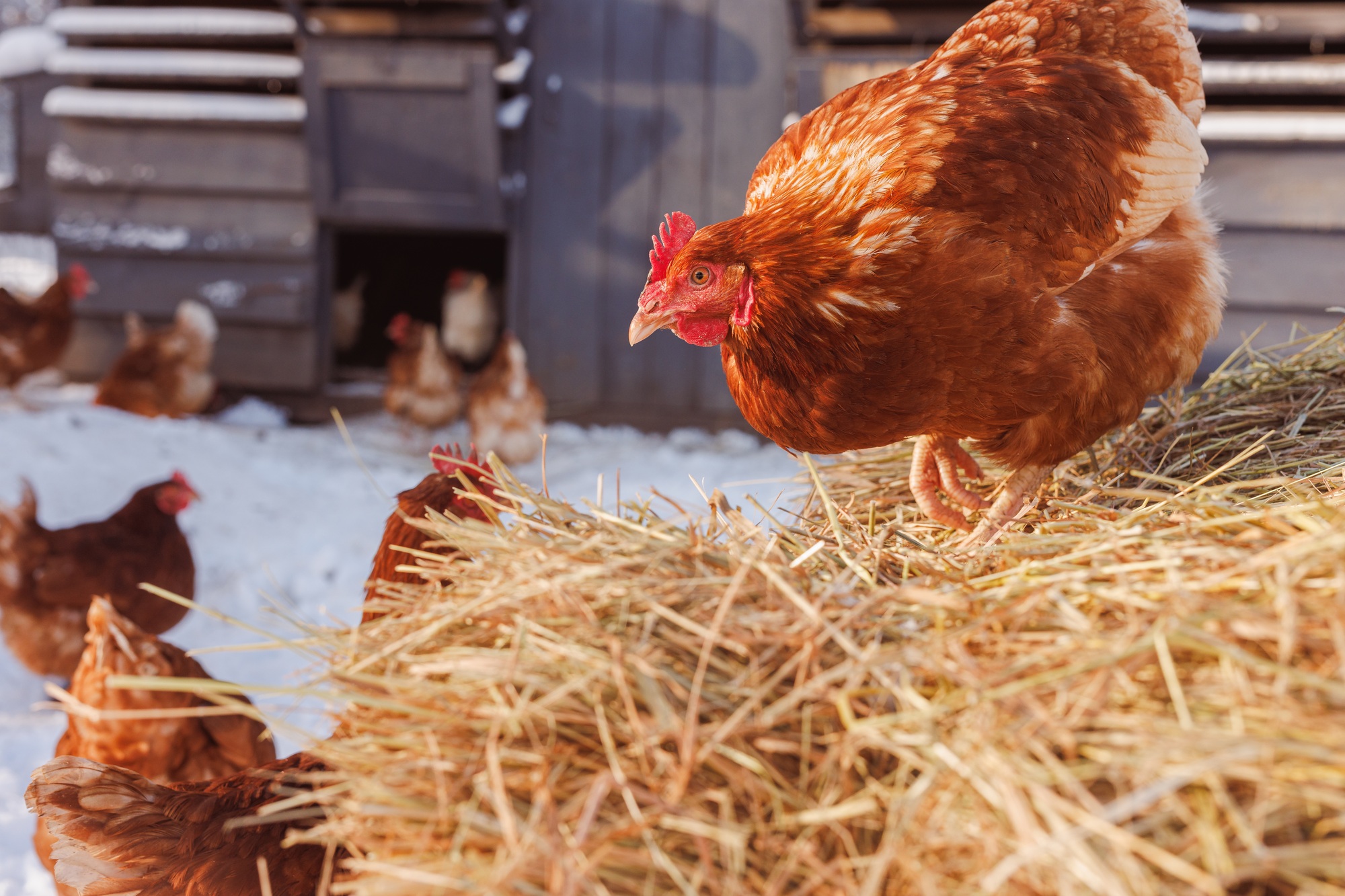 chicken eats feed and grain on eco poultry farm, free range poultry farm