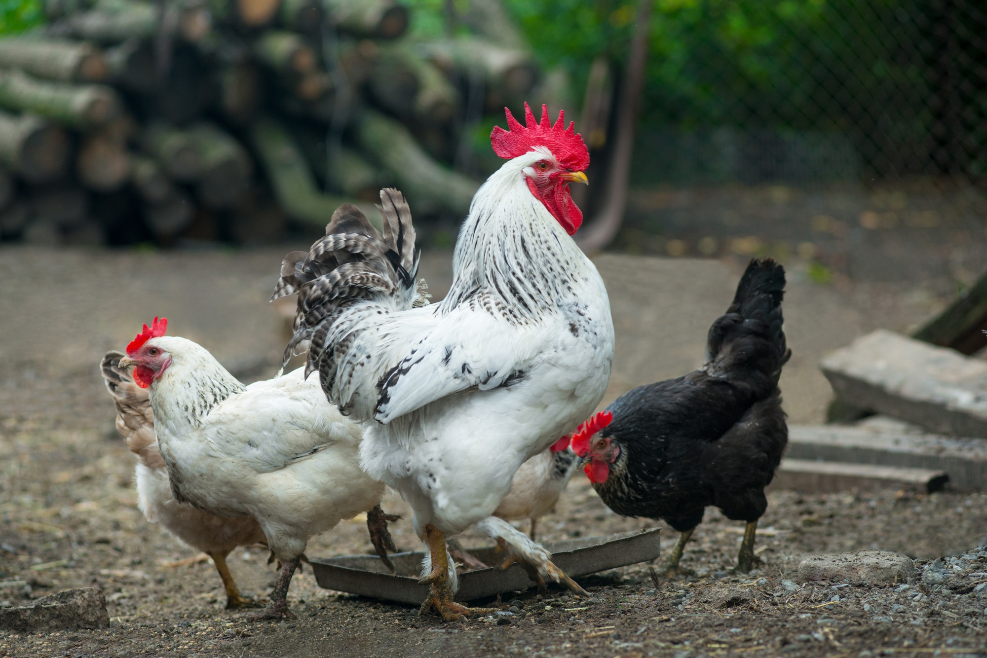 Chickens on traditional free range poultry farm
