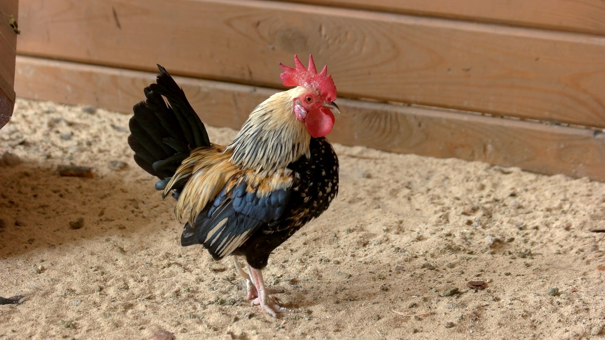 Cock rooster at poultry farm.