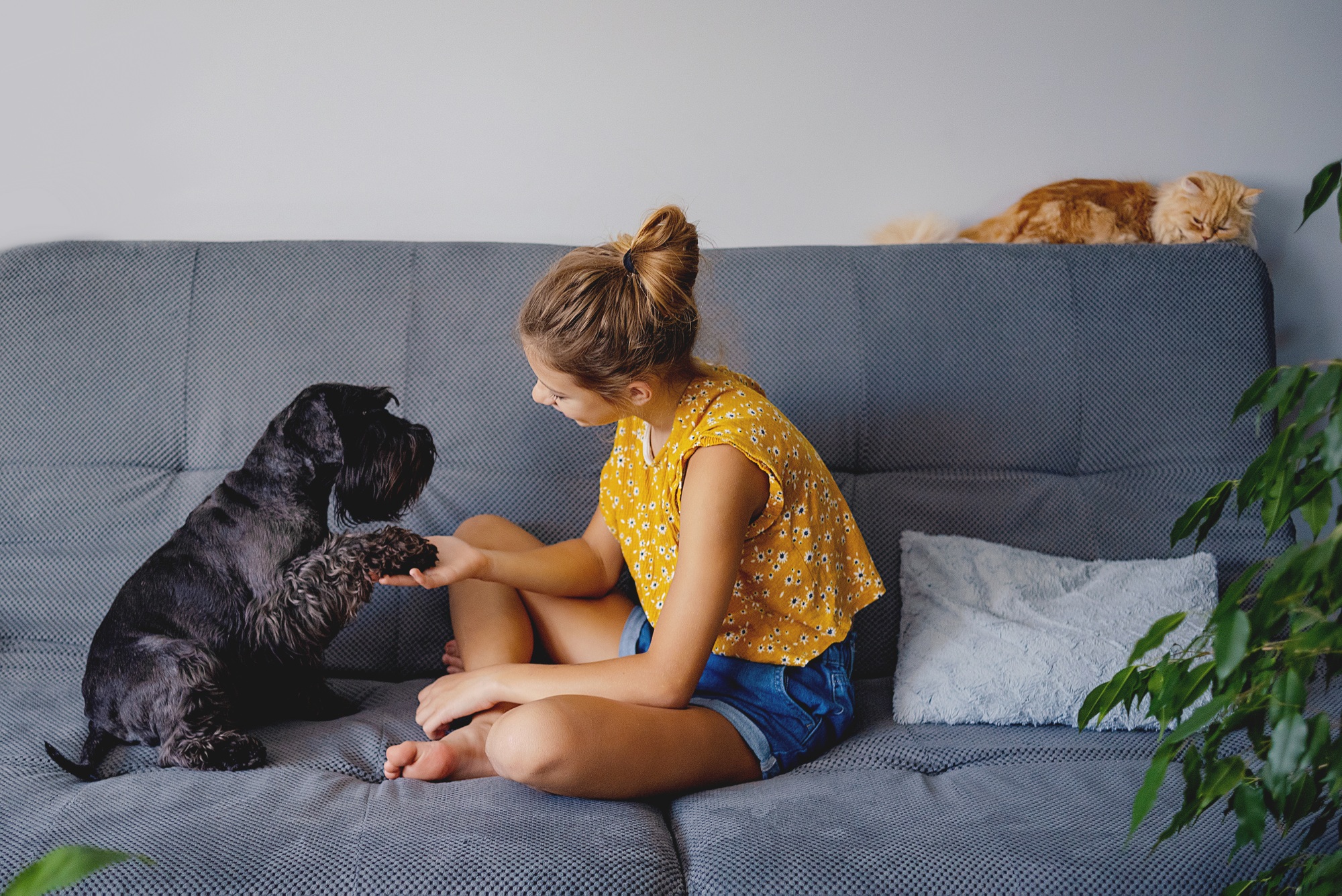 Dog Training Commands Concept.