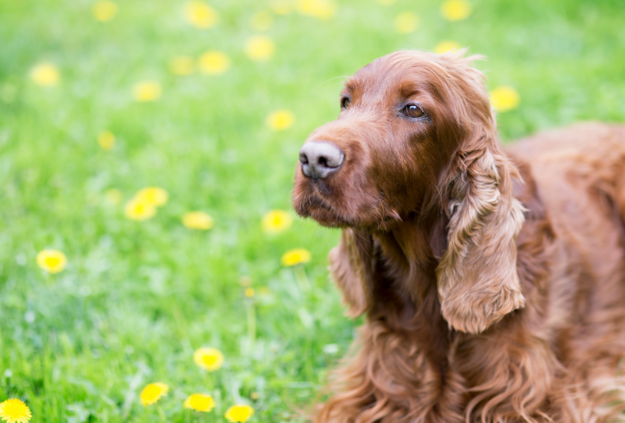 Dog training concept - clever dog looking to his owner