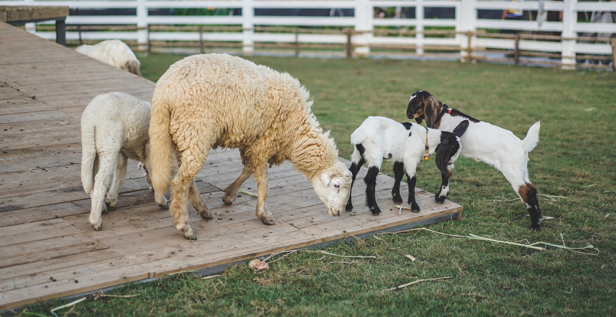 Flock of sheep and goat on the farm.