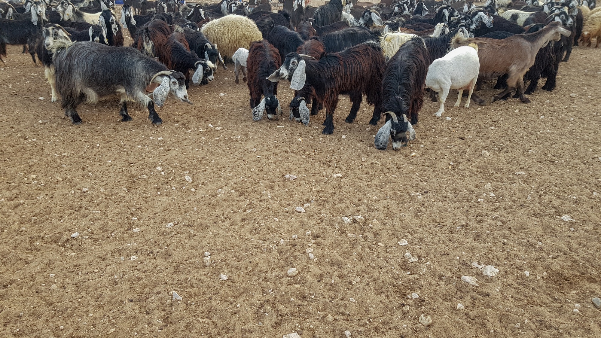 Goats and sheep at the farm