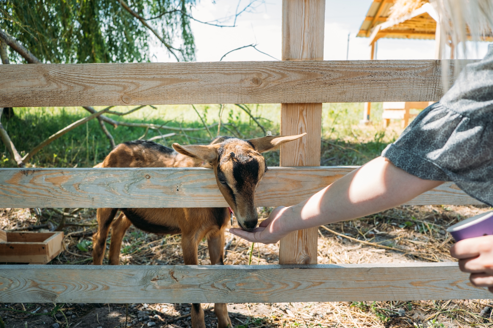 Goats on the farm. Brown goats standing in wooden shelter.