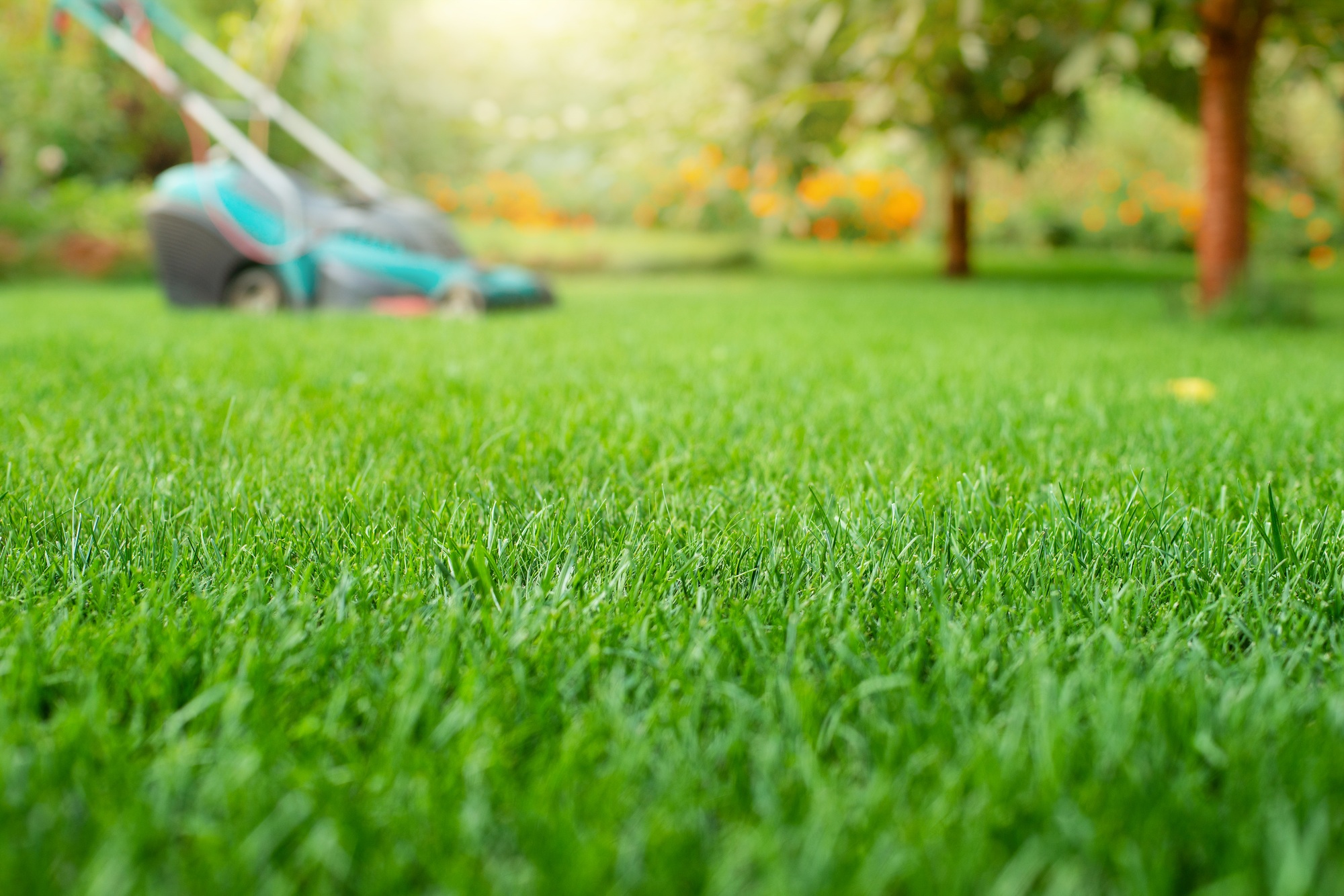 Lawn mower on grass closeup view. Lawn care concept