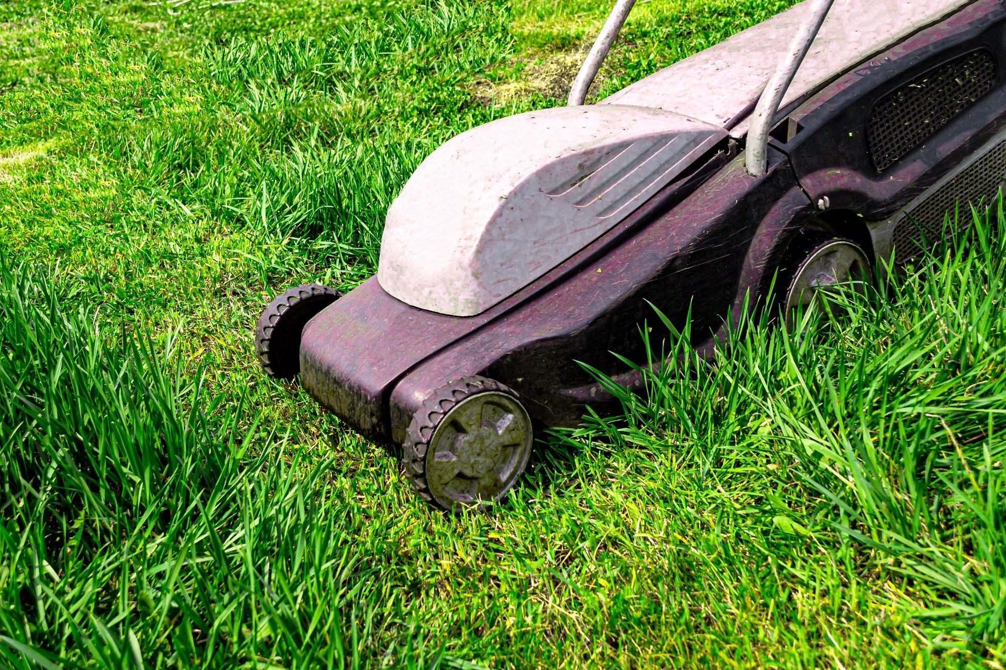 Seasonal backyard work. Mowing the lawn with a lawn mower. Summer lawn bright green lawn. Close-up