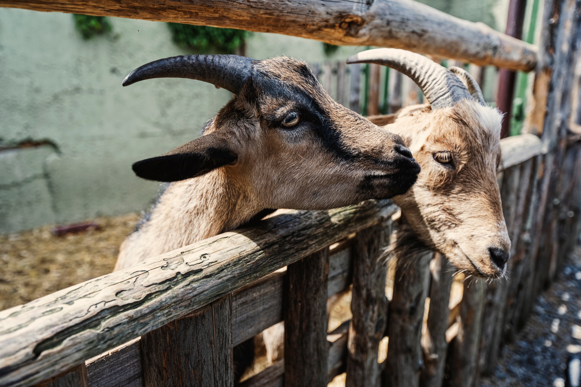 Two goats in wooden fence at farm.