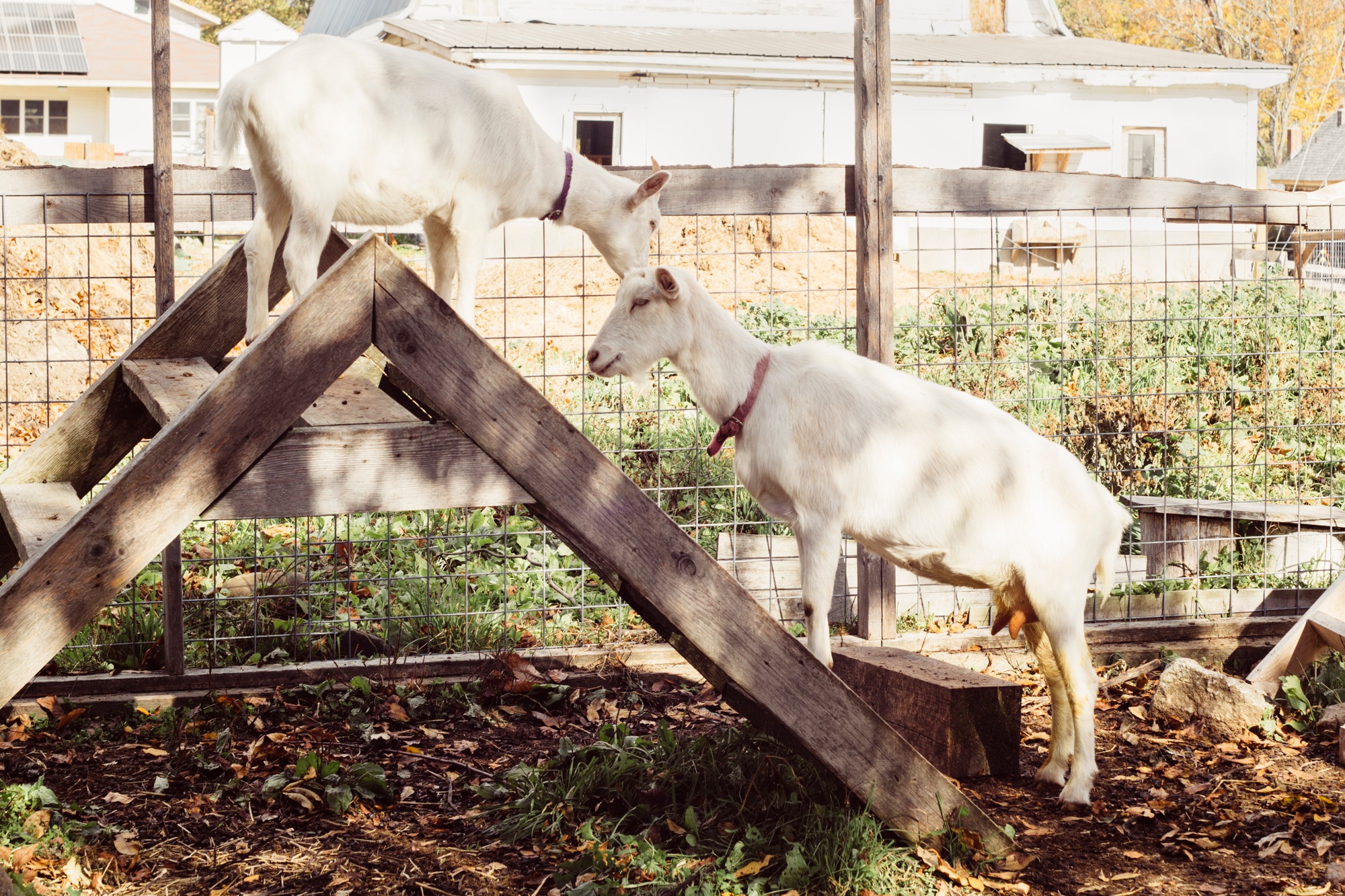 Two goats on step ladder on farm