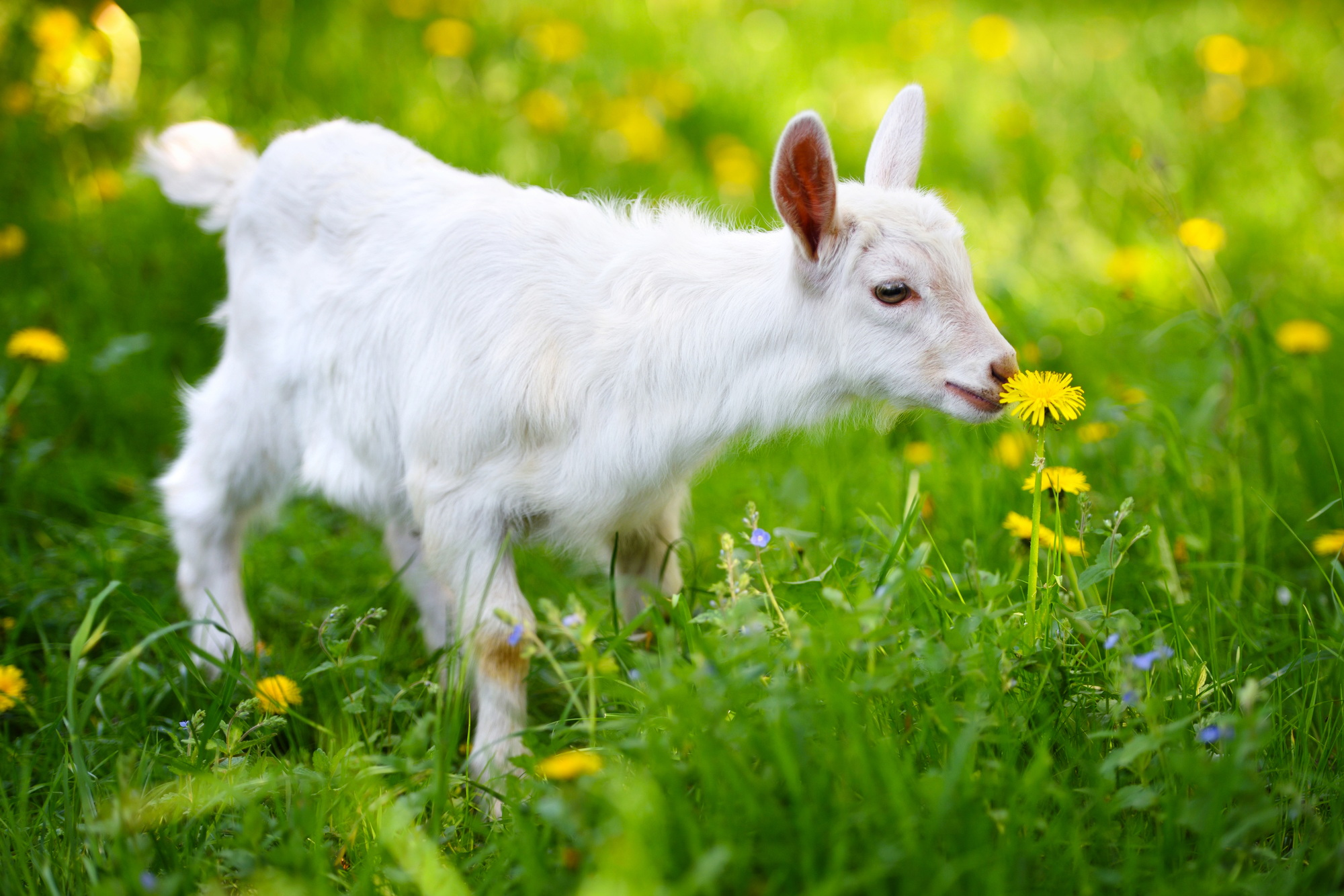 White little goat standing on green grass with yellow dandelions