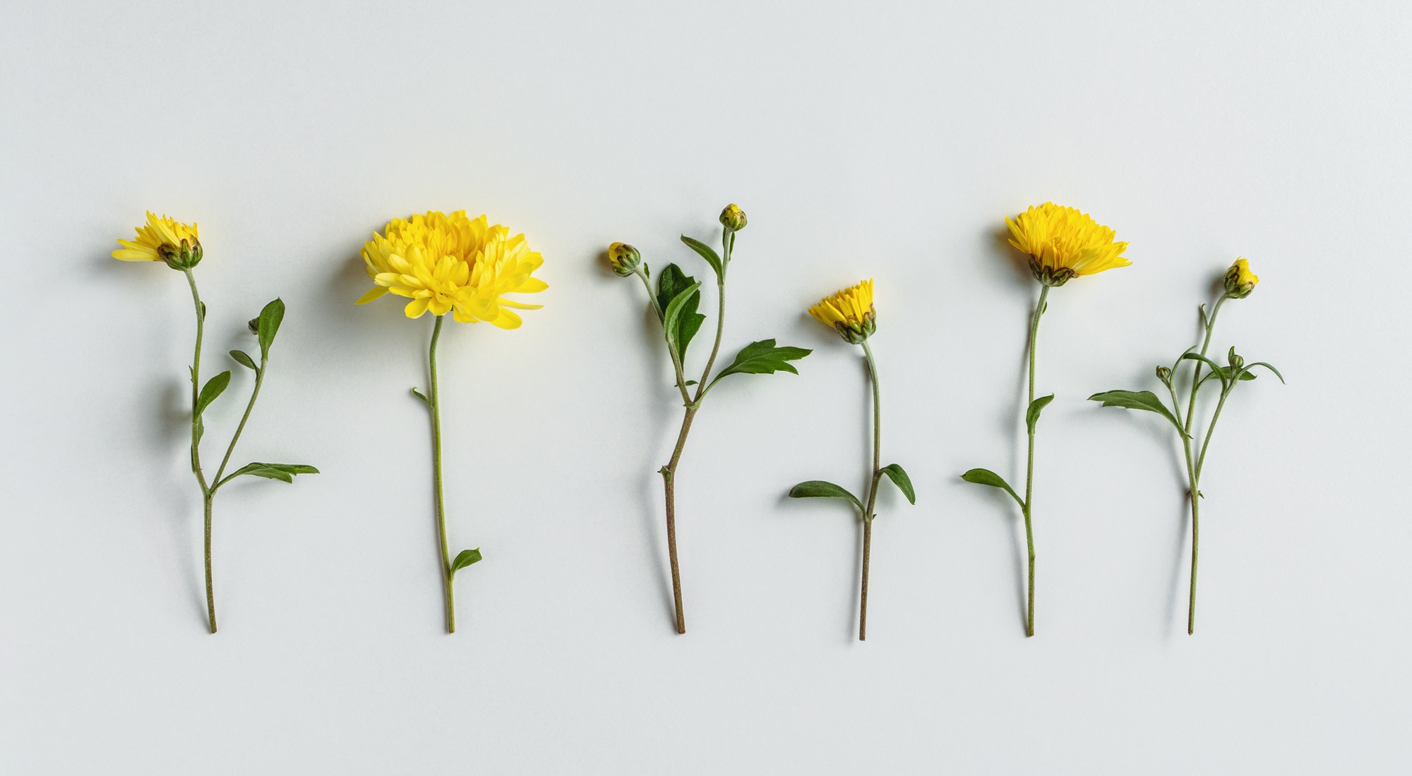 Yellow chrysanthemum flowers in a row on white background floral flat lay for greeting poster design