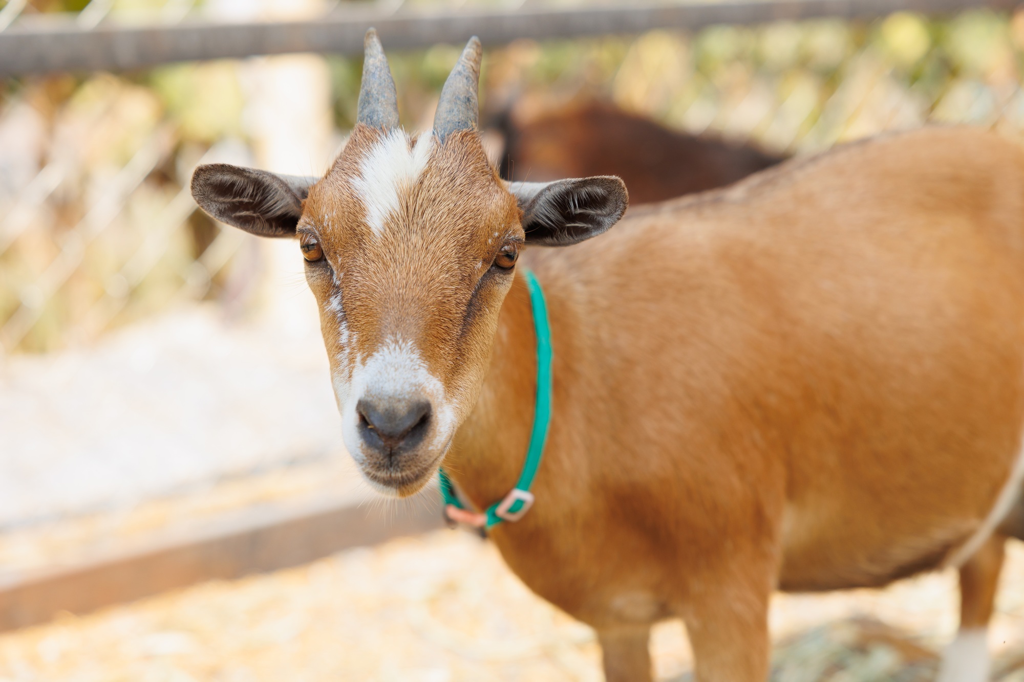 Young goat brown color portrait animal farm, Domestic goats.