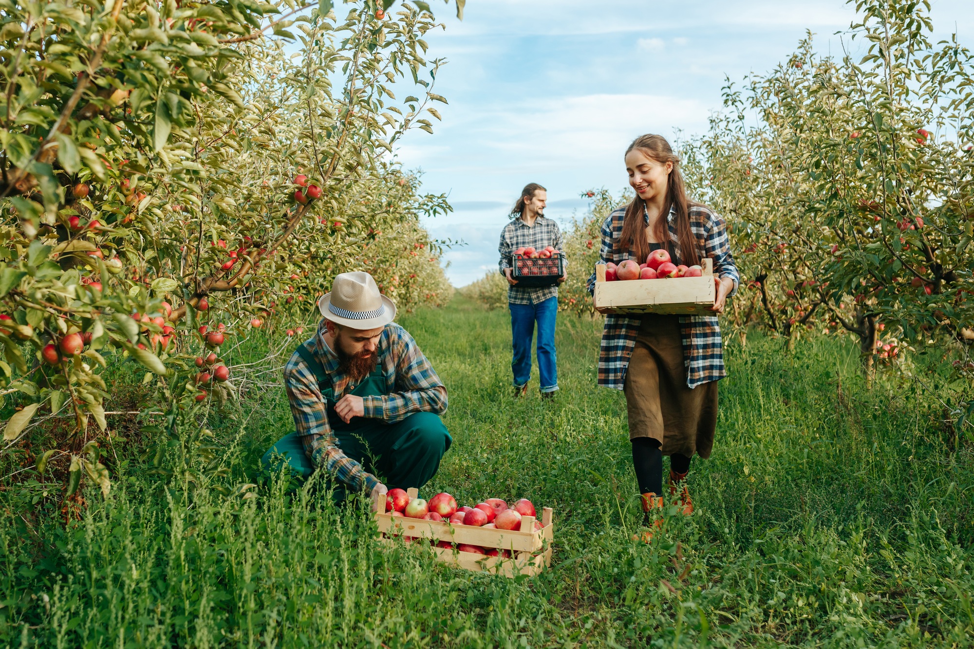 3 farmers family harvest apples in boxes one squatting man work apron carry box of ripe apples