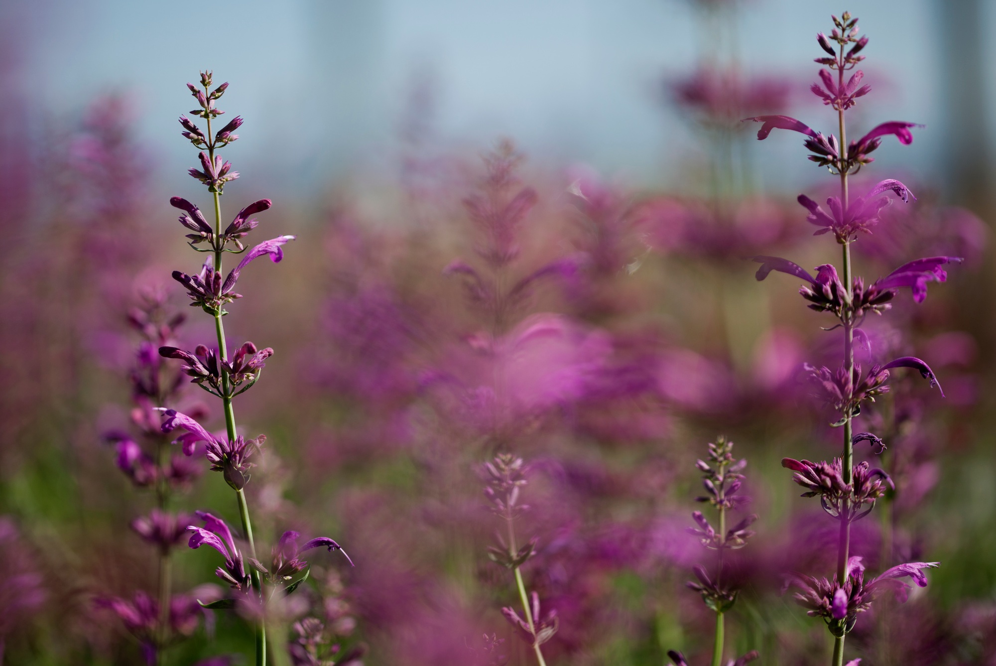 Close up of plants with purple flowers at plant nursery