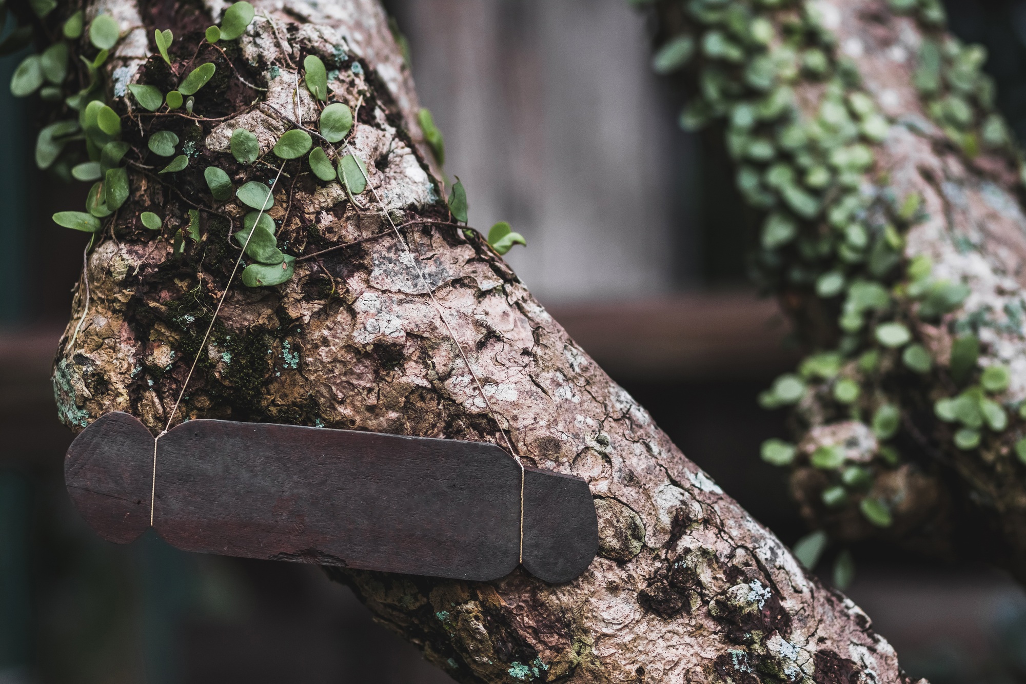 Empty wooden nameplate on tree. Vintage textured style and place for text, sign or logo