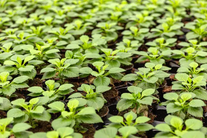 Flower plant nursery
