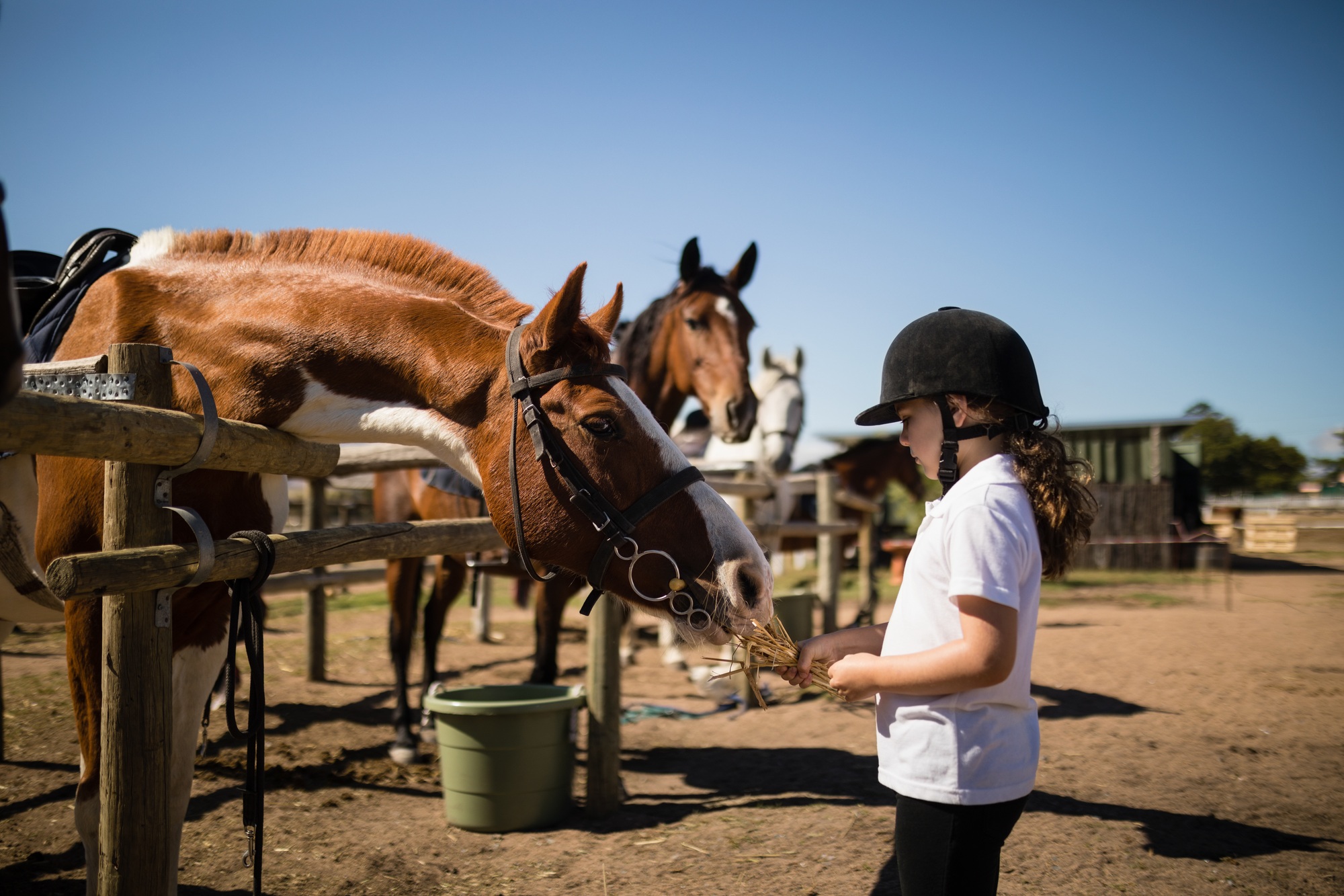 Girl feeding the horse in the ranch