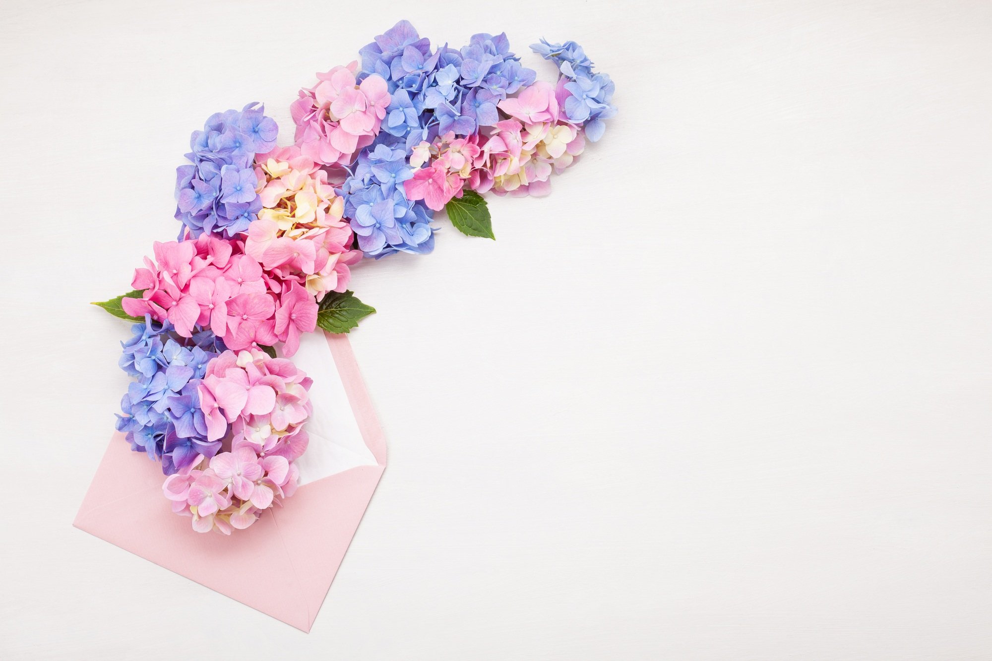 Hortensia flowers. Concept of celebratio, greeting cards and holidays
