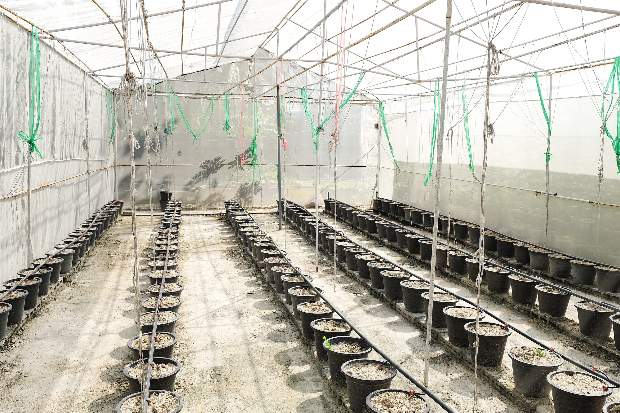 image of greenhouse, plant nursery