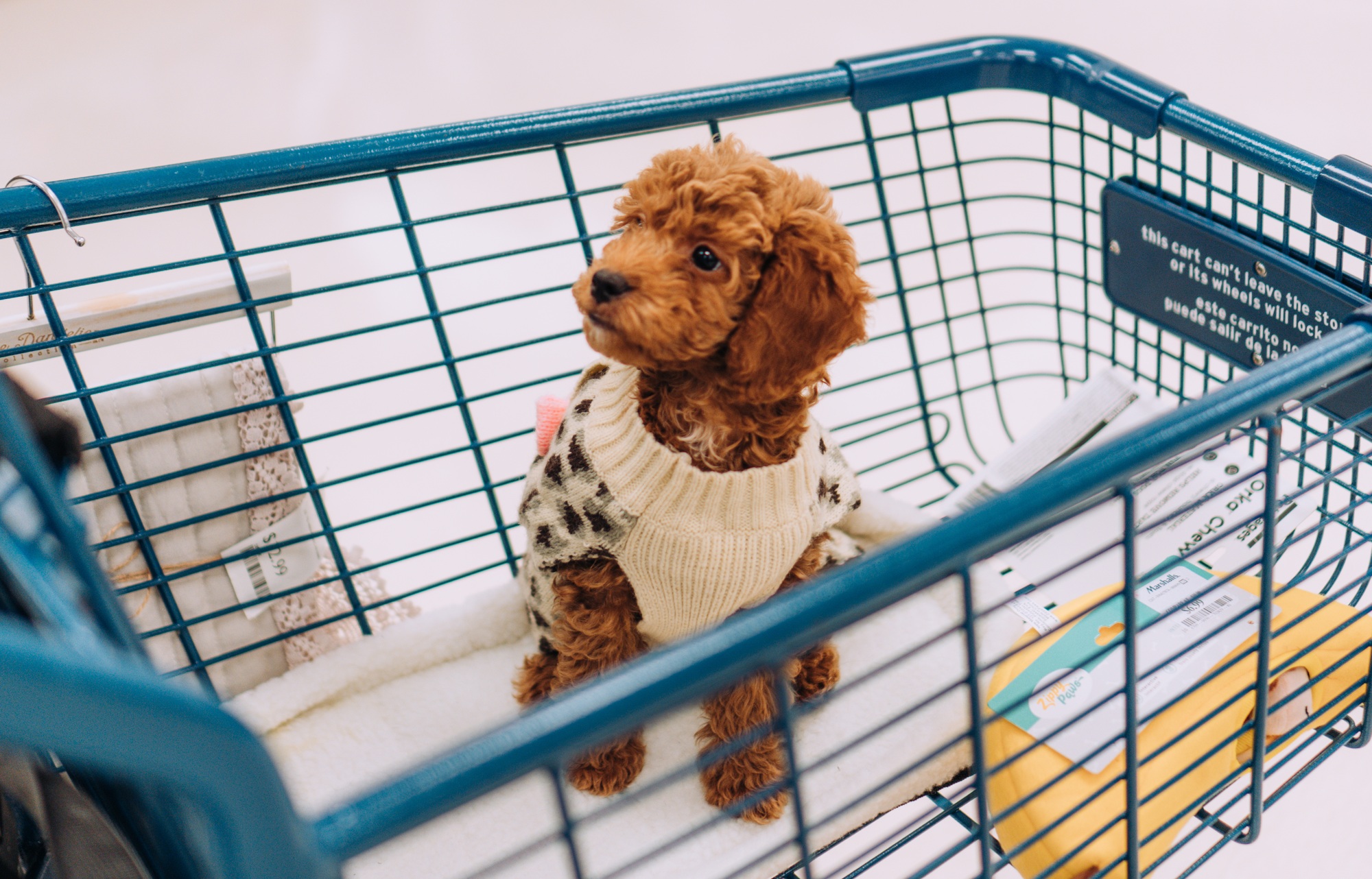 Perfect pets cute puppy dog in shopping cart at a retail store