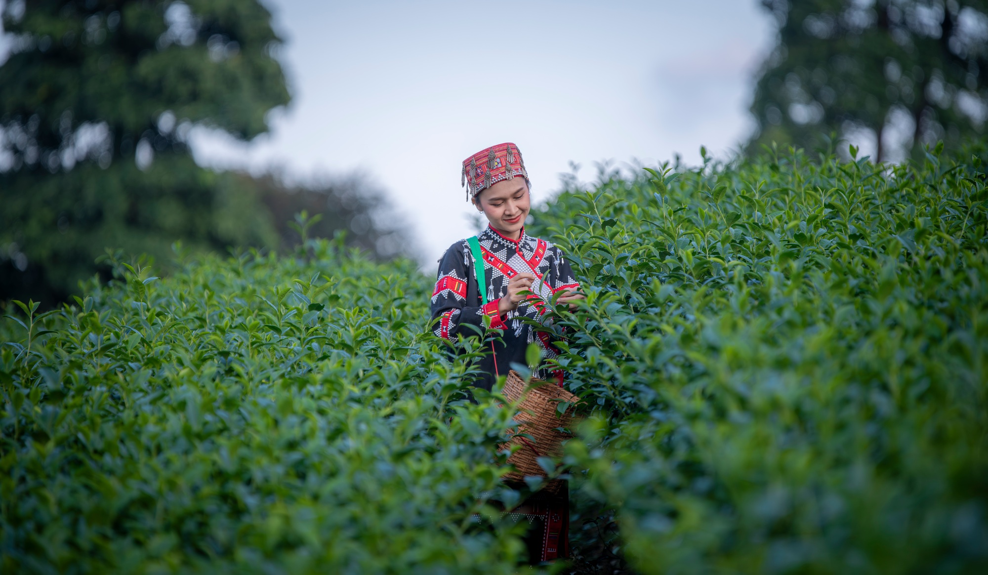 Tea garden farmers or worker wearing traditional dresser work carry basket picking green tea leaves