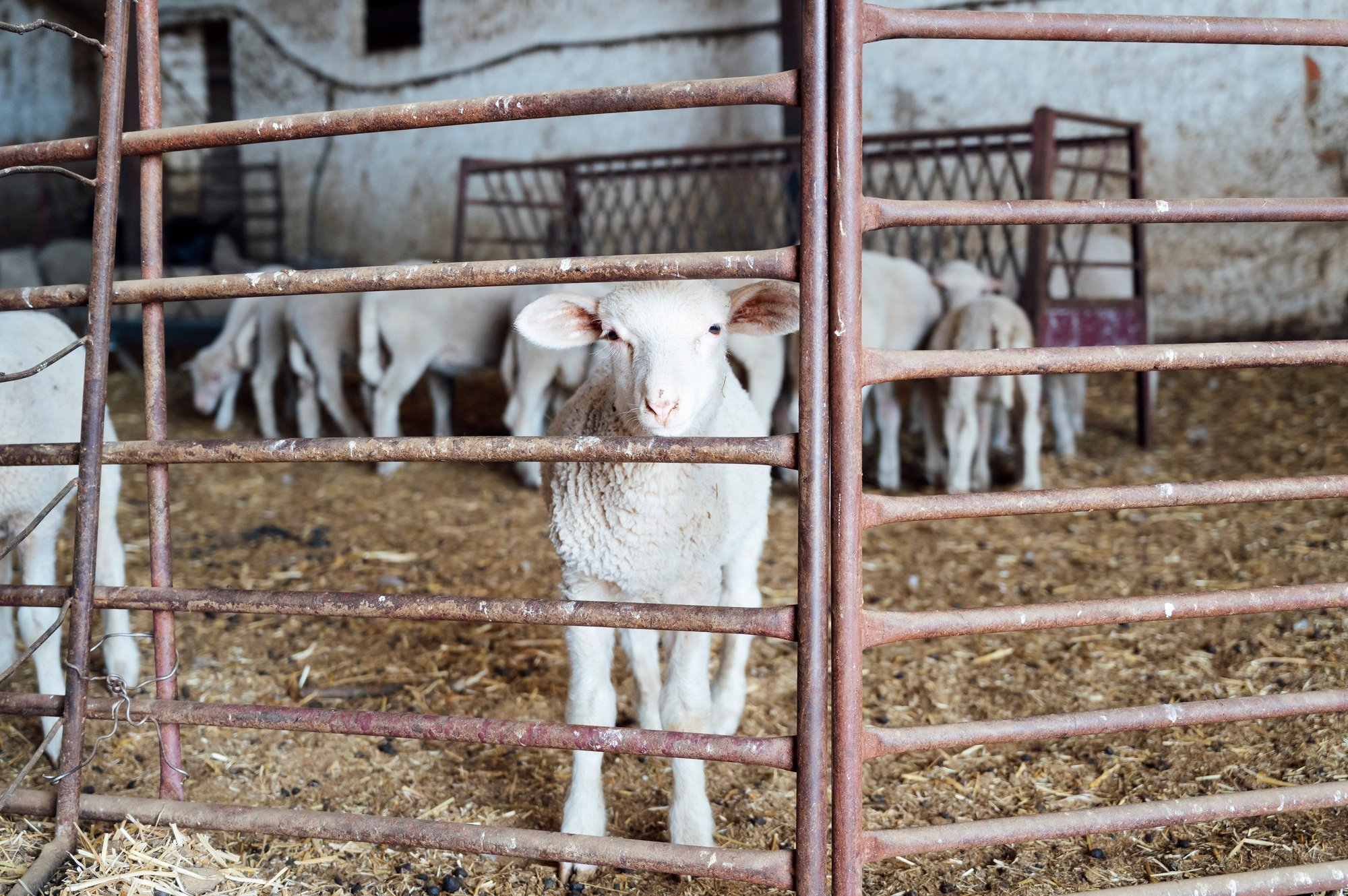 A young lamb looks through the cage on the farm.