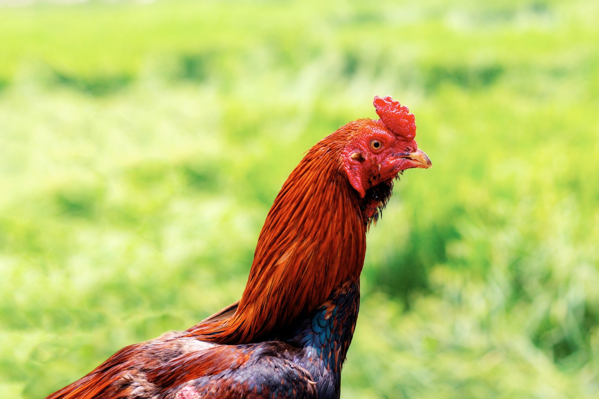 Chicken in farm