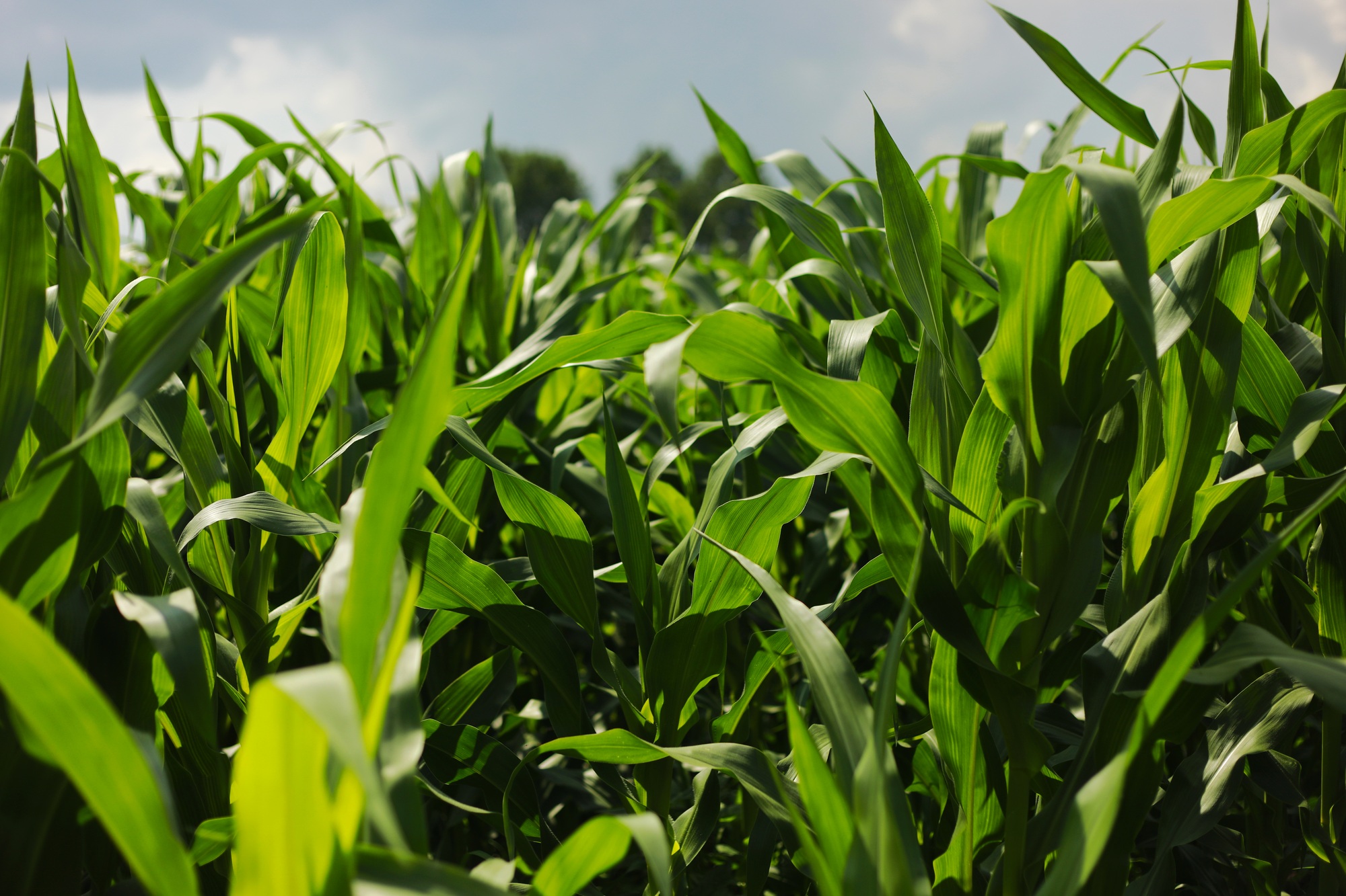 Corn field agriculture. Green nature. Rural farm land in summer. Plant growth. Farming scene.