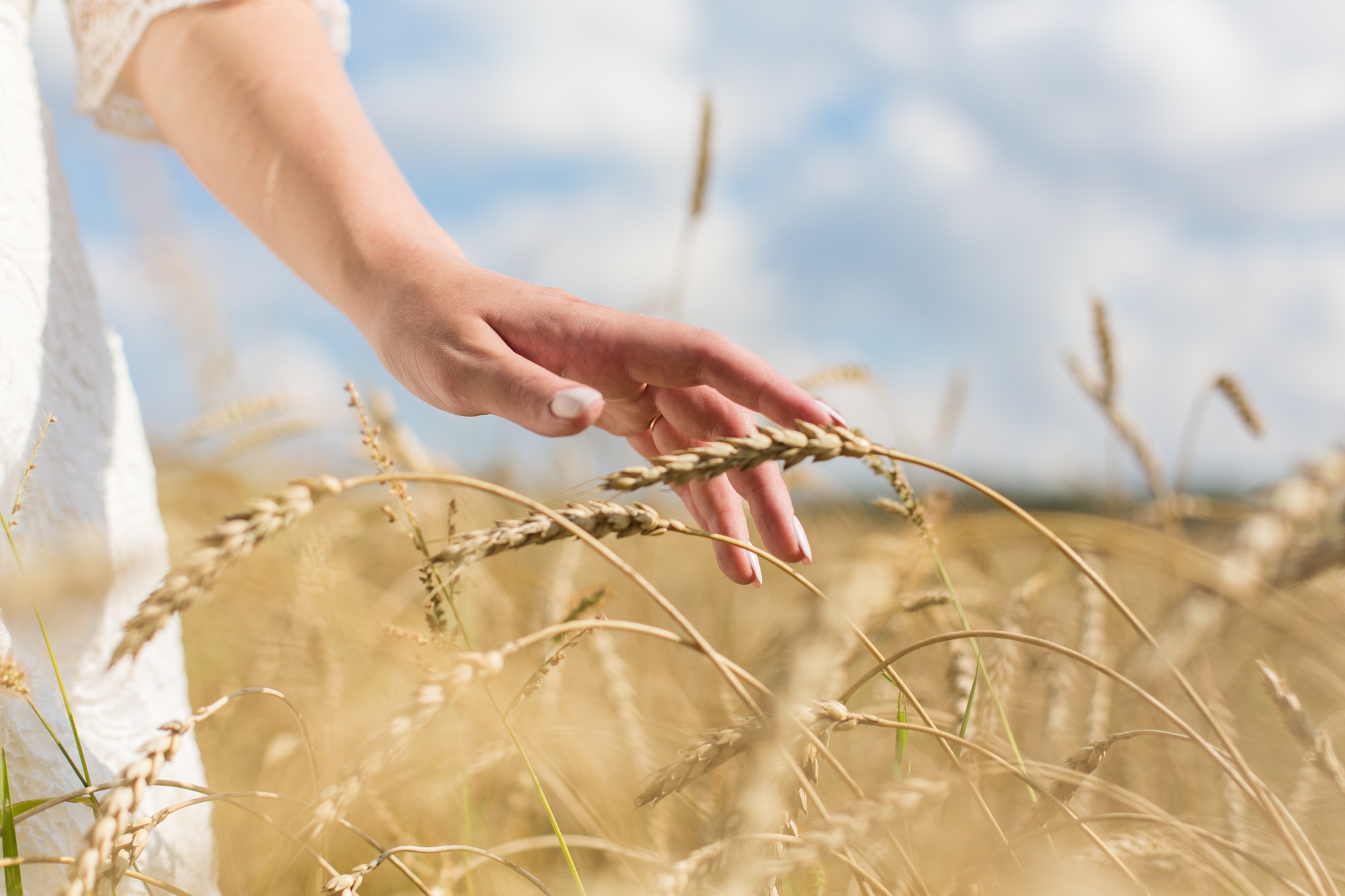 Crop of wheat, close up of hand, healthy life and wellness background
