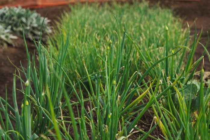 Health food on the garden -vegetables