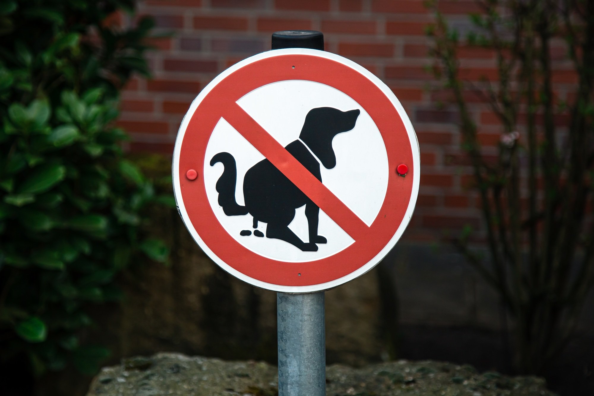 A sign no dog poop . Concept cleaning up dog droppings.