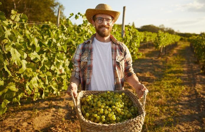 Bearded farmer carrying basket with grapes during harvest