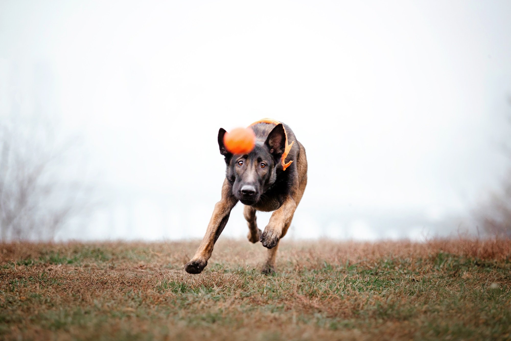 Belgian Shepherd Malinois on a walk. Fall, autumn. Happy dog outdoor. Active dog