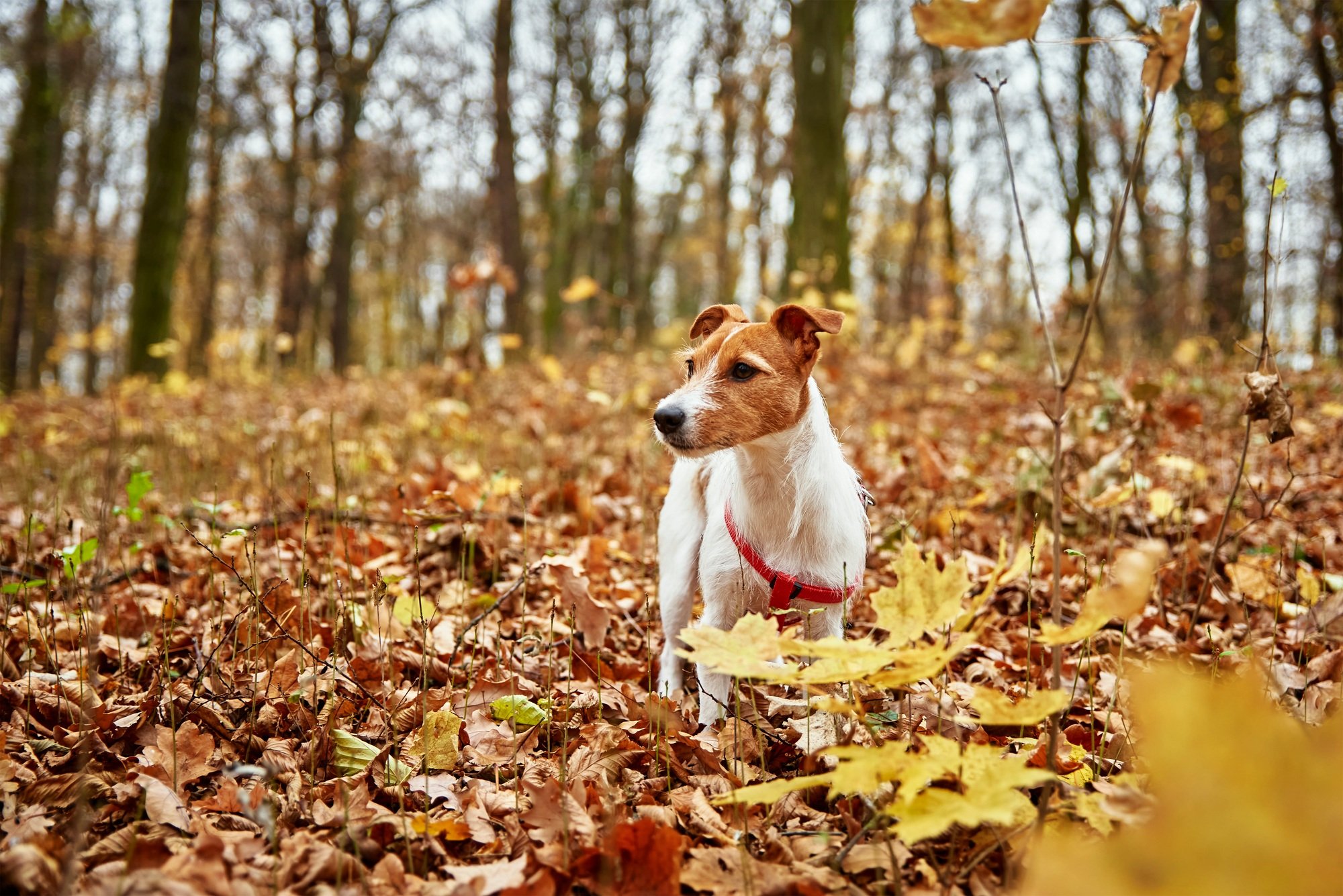 Dog walking in autumn park