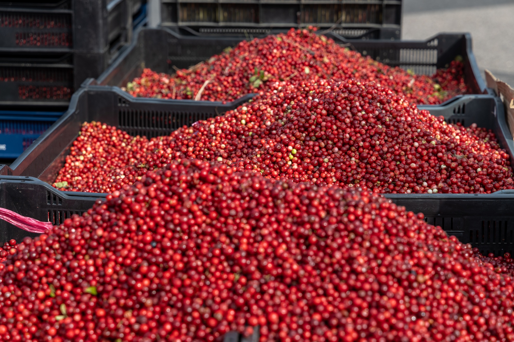 Fresh red ripe lingonberries in plastic boxes on a farmer's market retail display. Close-up