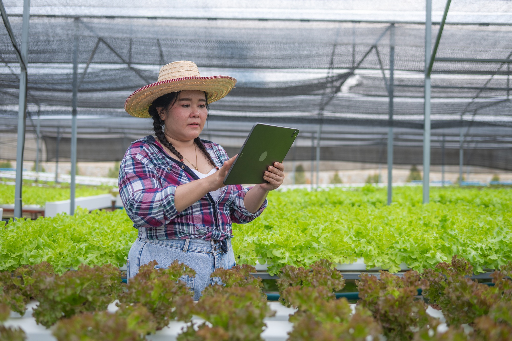 Gardener woman business farm inspecting trays and vegetable