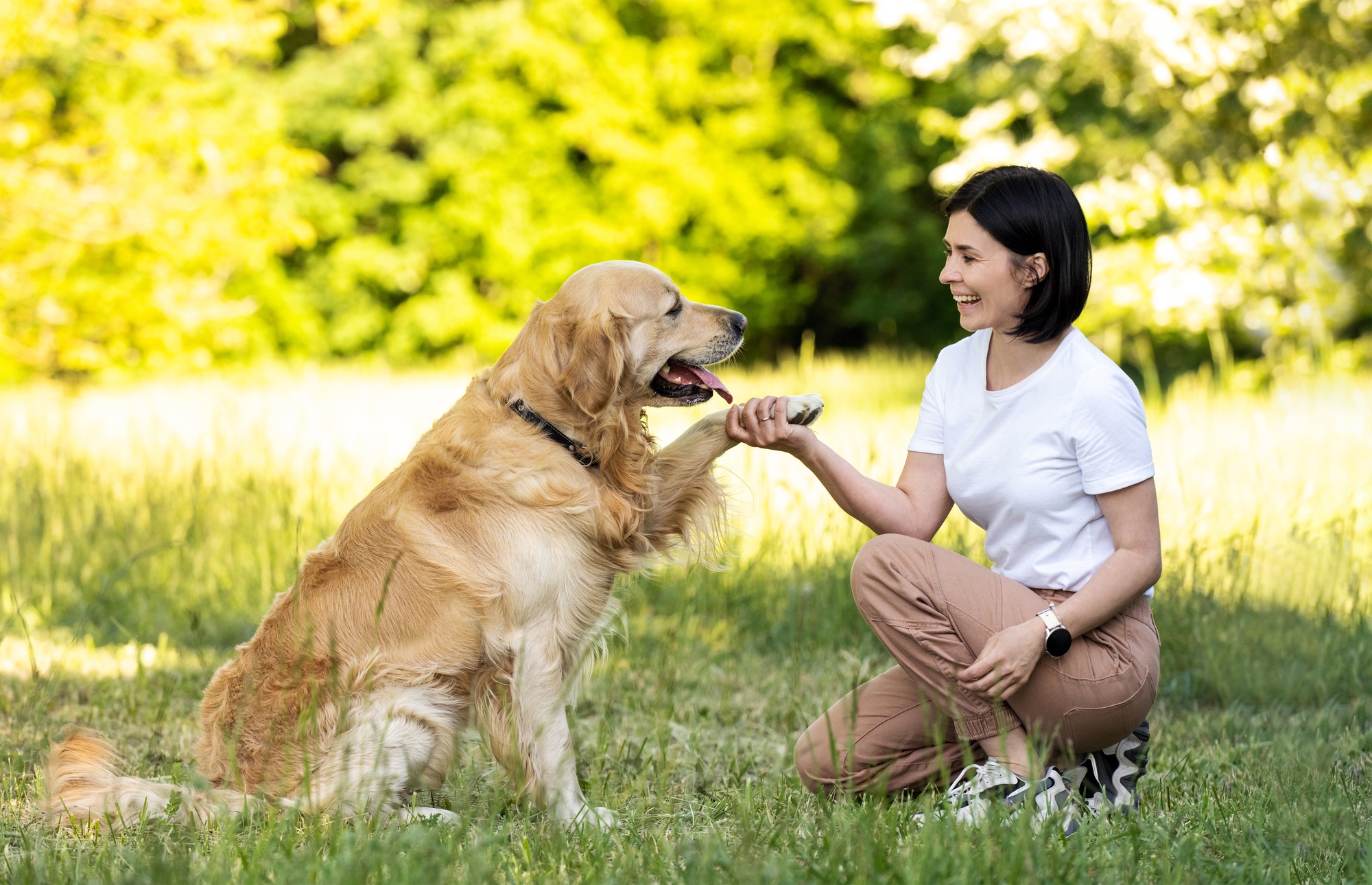 Girl training golden retriever dog