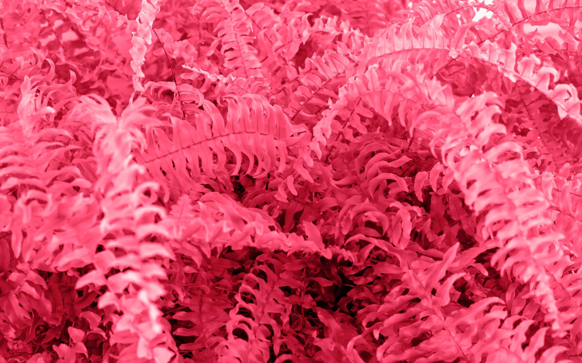 Grass background toned in magenta 2023 color. Color 2023 viva magenta backdrop.