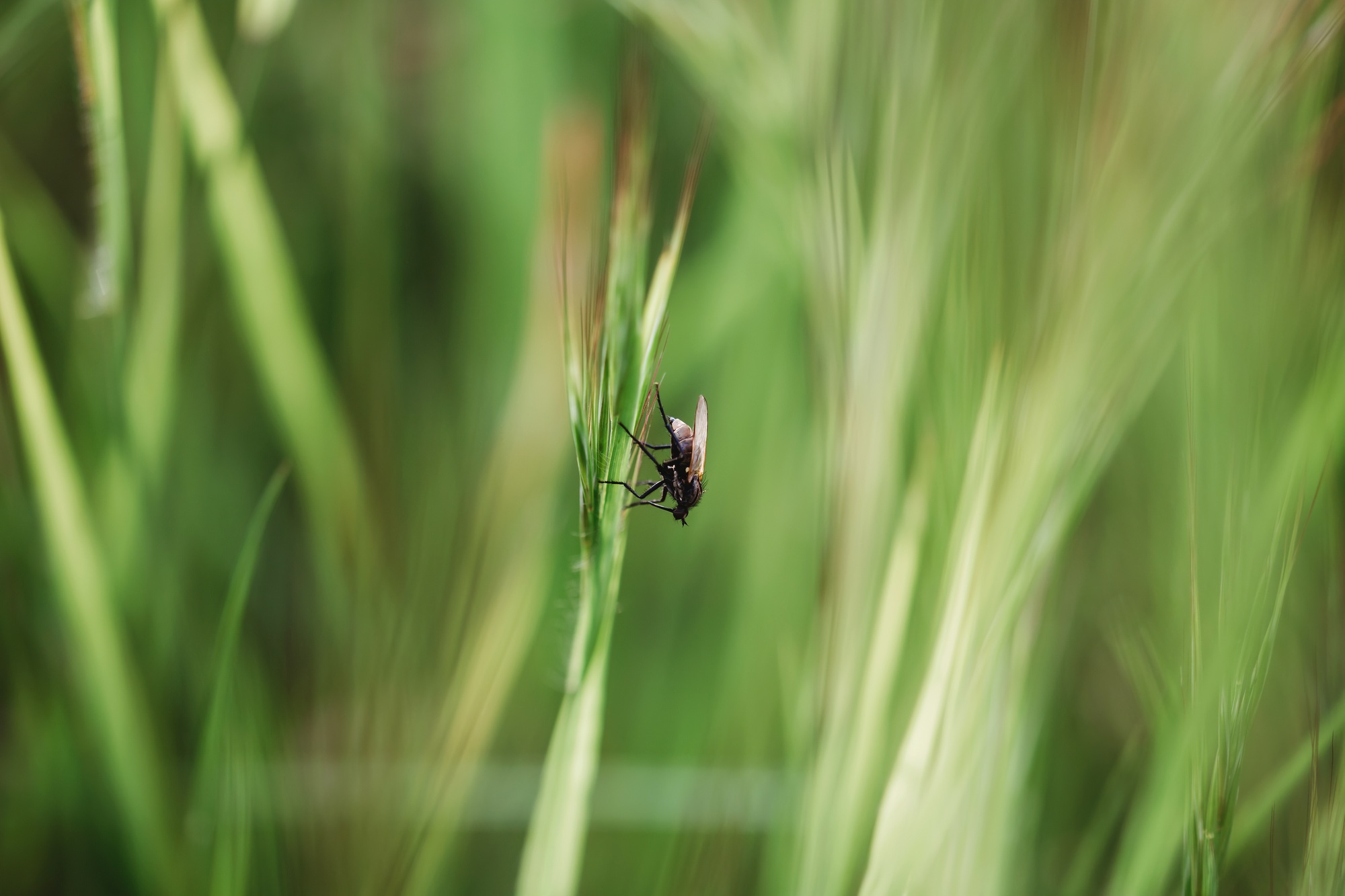 Grass close-up in a field on nature. Colorful artistic image, free copy space