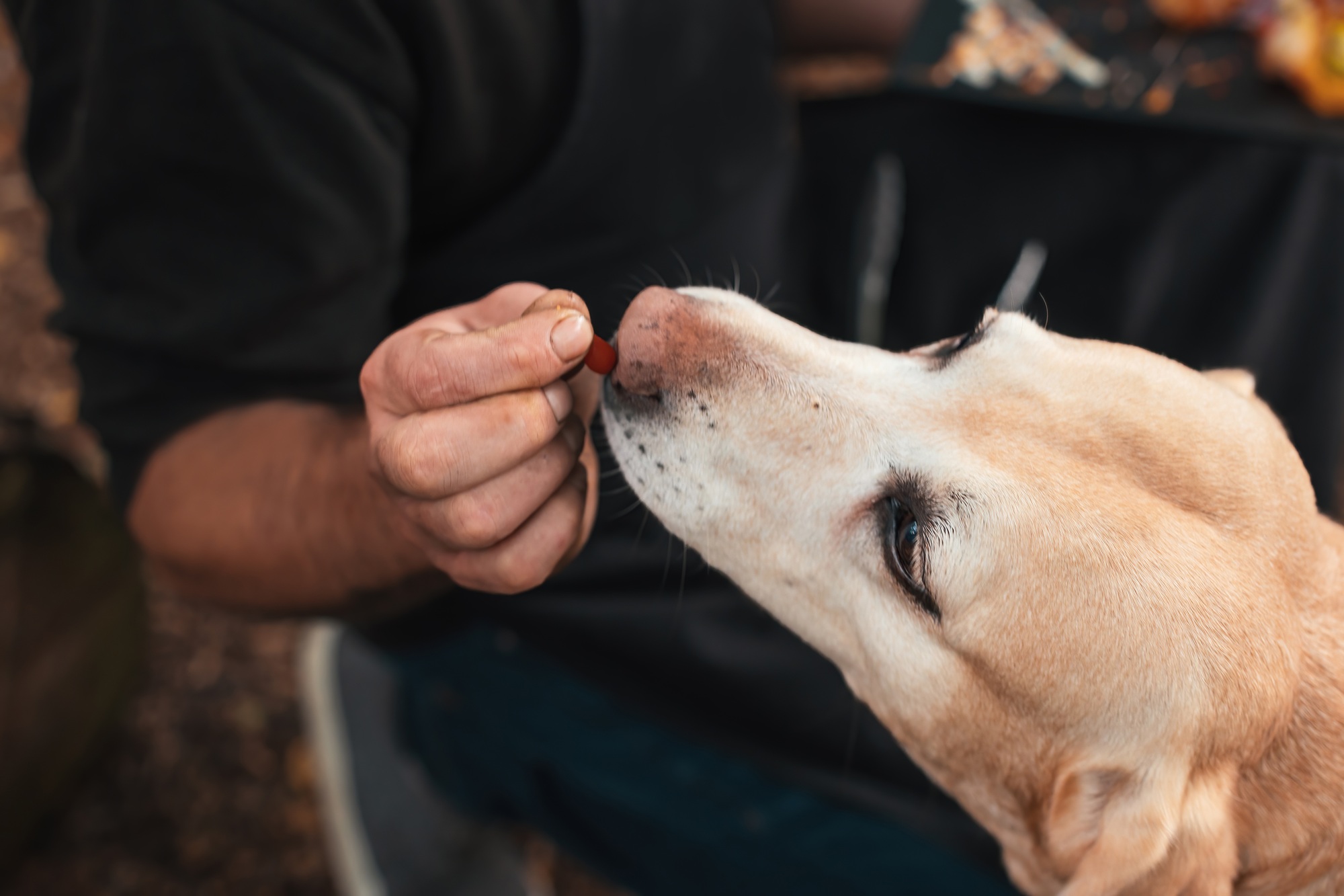 hand master giving a treat to his dog