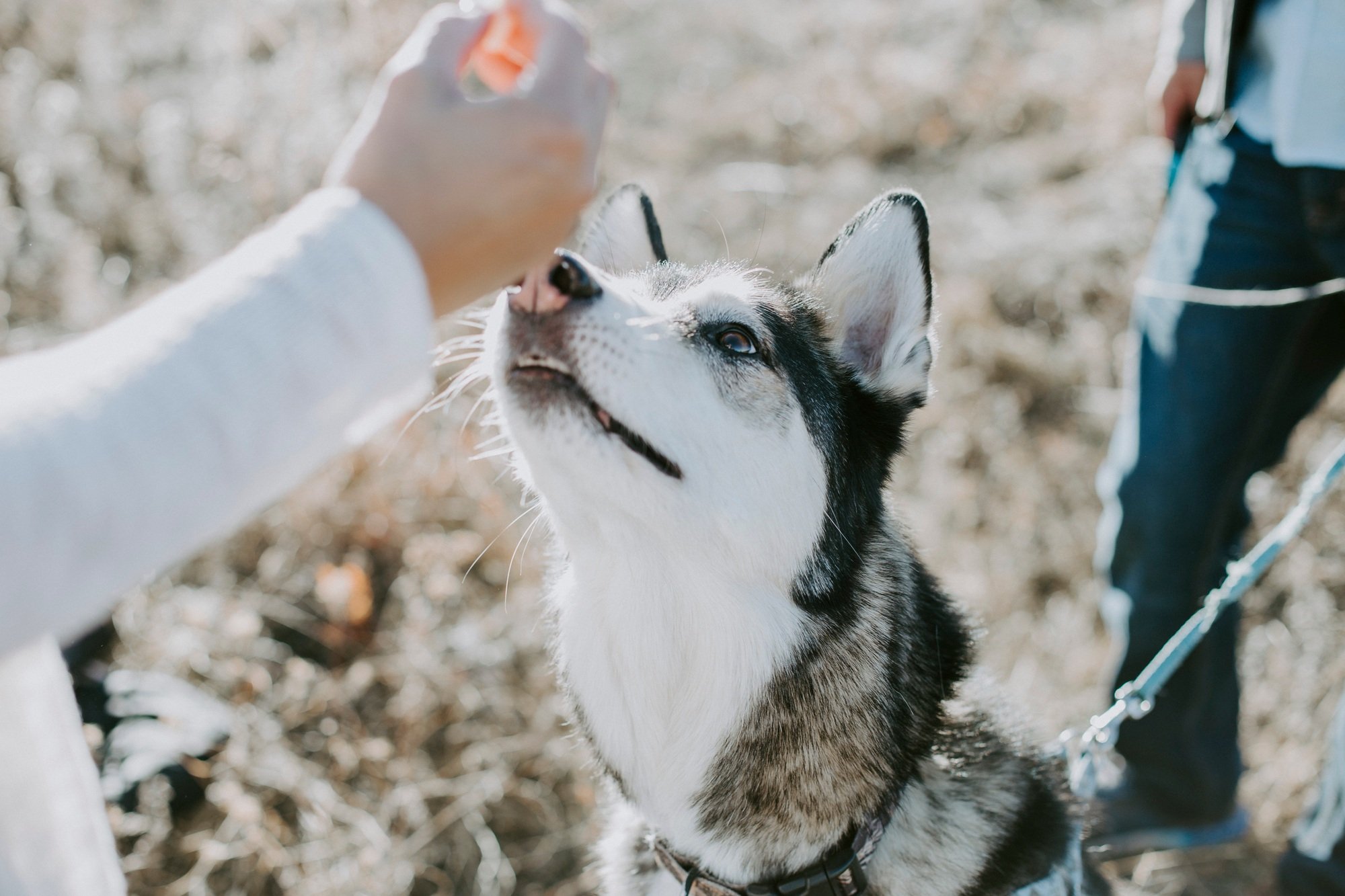 Husky dog reaching for a treat